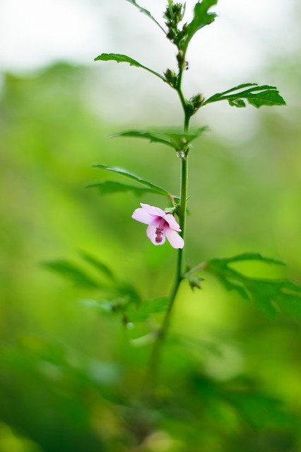 Free download Beauty In Nature Close-Up Day -  free photo or picture to be edited with GIMP online image editor