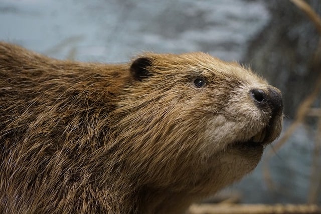 ดาวน์โหลดฟรี beaver สัตว์ สัตว์เลี้ยงลูกด้วยนม สายพันธุ์ สัตว์ป่า ภาพฟรีที่จะแก้ไขด้วย GIMP โปรแกรมแก้ไขรูปภาพออนไลน์ฟรี