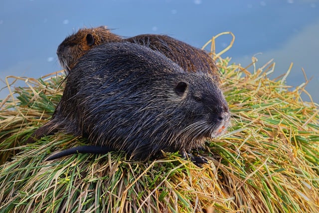 Free graphic beaver rat nutria coypu to be edited by GIMP free image editor by OffiDocs