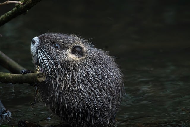 Free download beaver rat nutria rodent water free picture to be edited with GIMP free online image editor