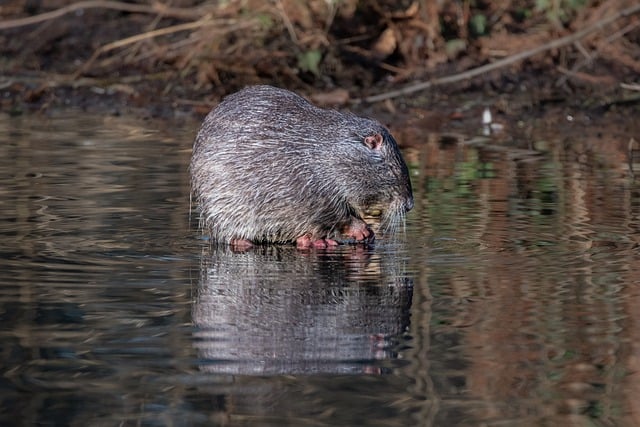 Free download beaver rat rodent animal nature free picture to be edited with GIMP free online image editor