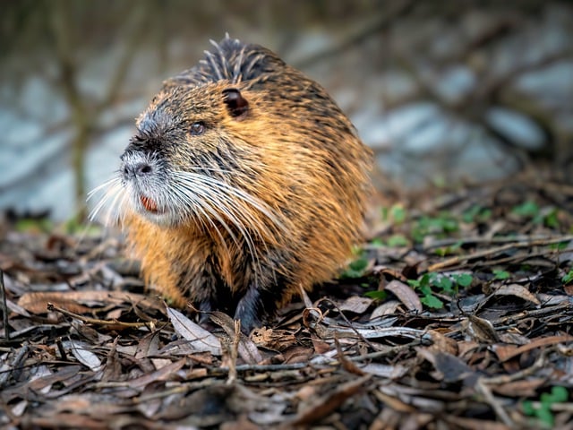 Free download beaver rat rodent wildlife animal free picture to be edited with GIMP free online image editor