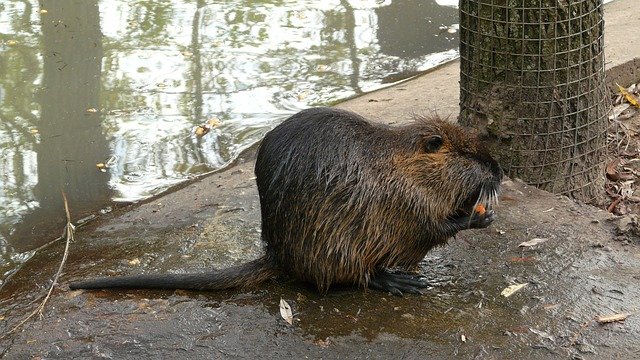 Gratis download Beaver Zoo - gratis foto of afbeelding om te bewerken met de GIMP online afbeeldingseditor