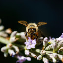 Bee  screen for extension Chrome web store in OffiDocs Chromium