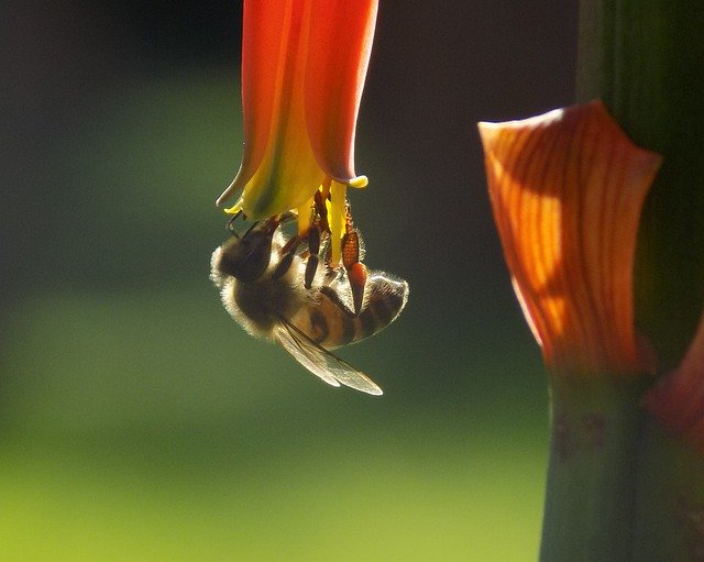 تنزيل مجاني Bee A Animal - صورة مجانية أو صورة يتم تحريرها باستخدام محرر الصور عبر الإنترنت GIMP