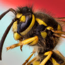 Bee and feathers  screen for extension Chrome web store in OffiDocs Chromium