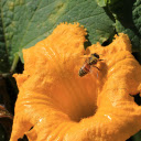 Bee and Pollen  screen for extension Chrome web store in OffiDocs Chromium