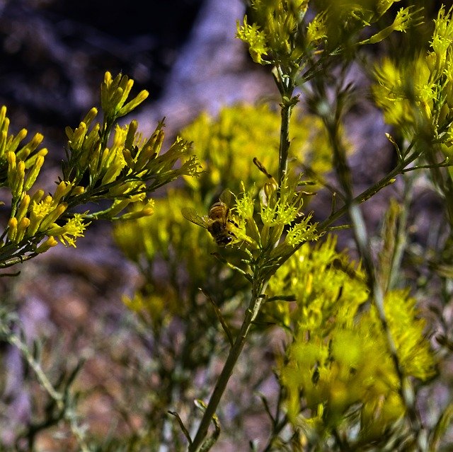 Free download Bee And Rabbitbrush Insect -  free photo or picture to be edited with GIMP online image editor