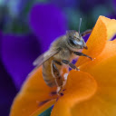 Bee and Yellow Flower  screen for extension Chrome web store in OffiDocs Chromium