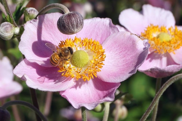 Free download bee anemone pollination flowers free picture to be edited with GIMP free online image editor