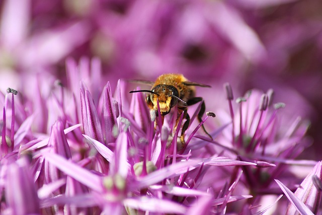 Free download bee animal insect pollen nature free picture to be edited with GIMP free online image editor