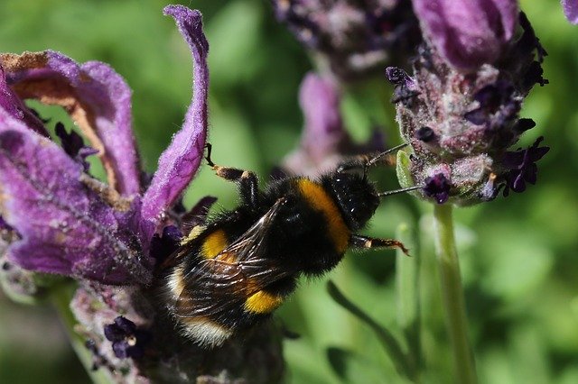 Free download Bee Animals -  free photo or picture to be edited with GIMP online image editor