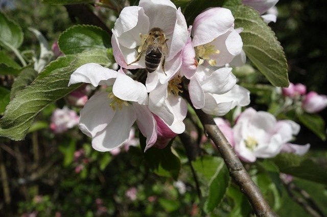 הורדה חינם Bee Apple Blossom Insect - תמונה או תמונה בחינם לעריכה עם עורך התמונות המקוון GIMP
