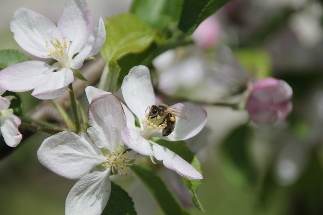 Free download Bee Apple Blossom Tree -  free photo or picture to be edited with GIMP online image editor