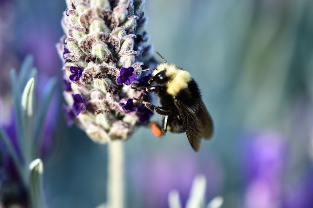 Kostenloser Download Bee At Work Hairy Big - kostenloses Foto oder Bild zur Bearbeitung mit GIMP Online-Bildbearbeitung