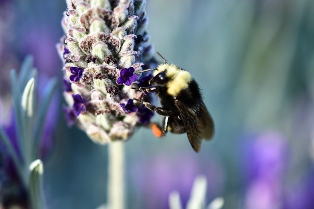 বিনামূল্যে ডাউনলোড করুন Bee At Work Hairy Big - বিনামূল্যে ছবি বা ছবি GIMP অনলাইন ইমেজ এডিটর দিয়ে সম্পাদনা করতে হবে