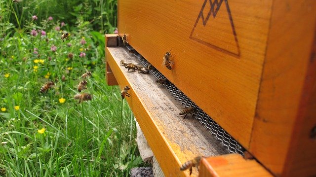 무료 다운로드 Bee Beehive - 무료 사진 또는 김프 온라인 이미지 편집기로 편집할 수 있는 사진