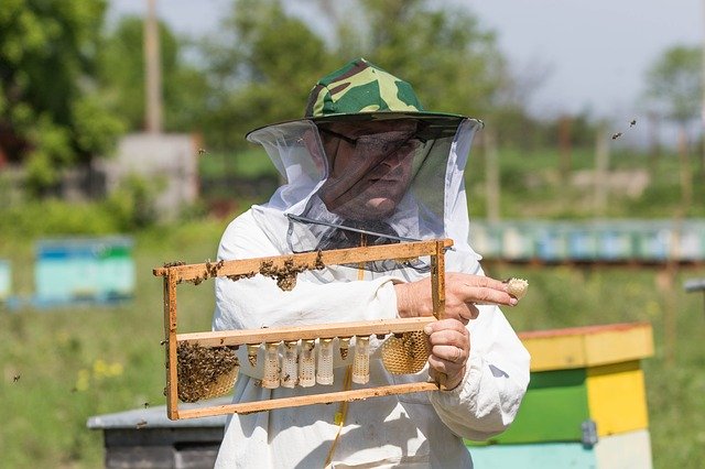 Безкоштовно завантажте Bee Beekeeper The Hive - безкоштовну фотографію або малюнок для редагування за допомогою онлайн-редактора зображень GIMP