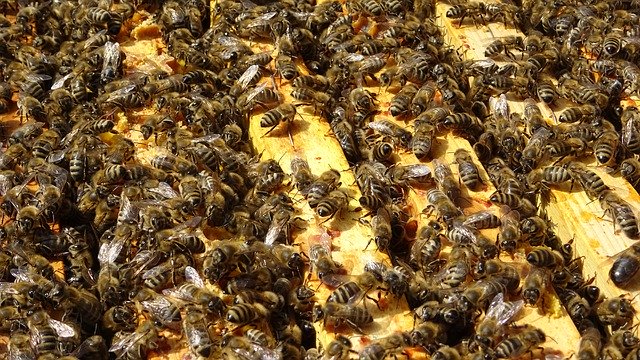 Descărcare gratuită Bee Bees Beehive - fotografie sau imagini gratuite pentru a fi editate cu editorul de imagini online GIMP