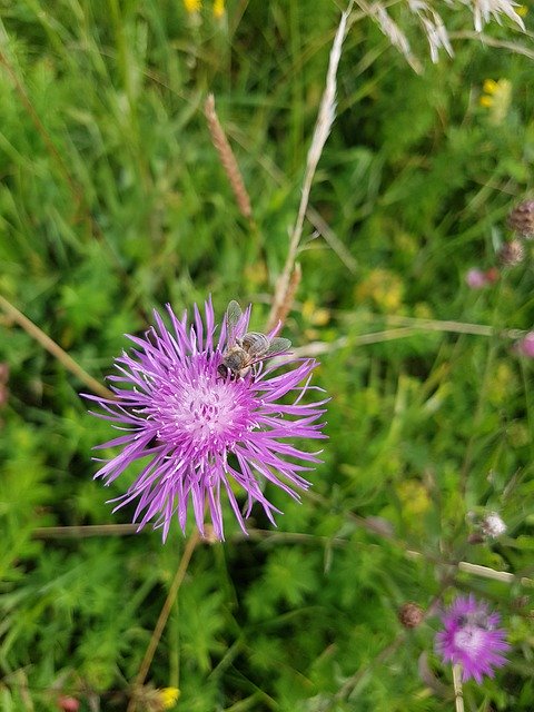 Téléchargement gratuit de Bee Blossom Bloom - photo ou image gratuite à éditer avec l'éditeur d'images en ligne GIMP