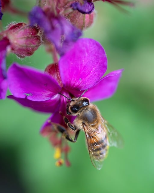 Free download bee blossom bloom nectar collect free picture to be edited with GIMP free online image editor