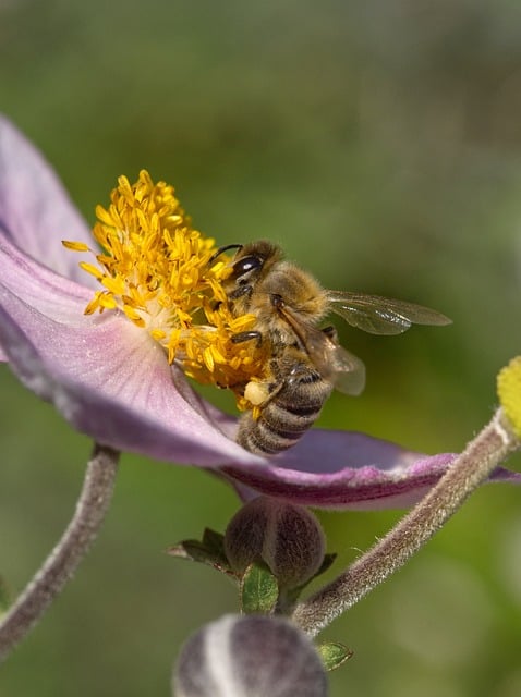 Free download bee blossom bloom pollen close up free picture to be edited with GIMP free online image editor