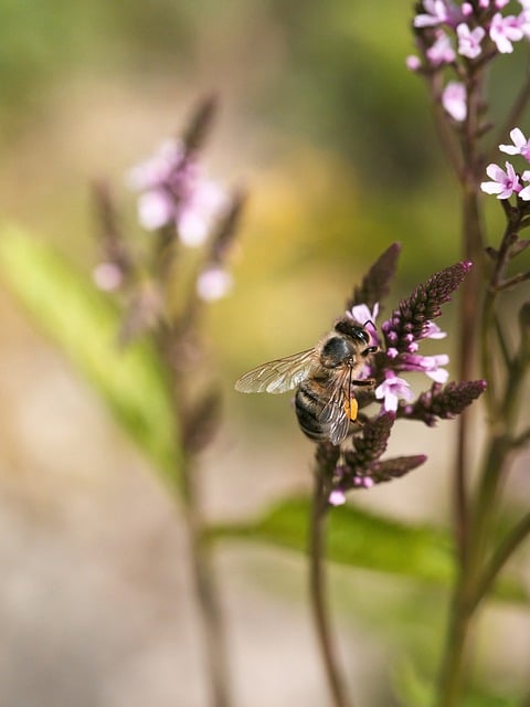 Free download bee blossom bloom pollen macro free picture to be edited with GIMP free online image editor