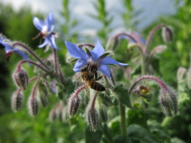 Free download Bee Borage Cucumber Herb -  free photo or picture to be edited with GIMP online image editor