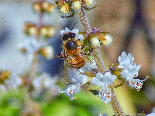 Muat turun percuma Bee Bumblebee Honey - foto atau gambar percuma untuk diedit dengan editor imej dalam talian GIMP