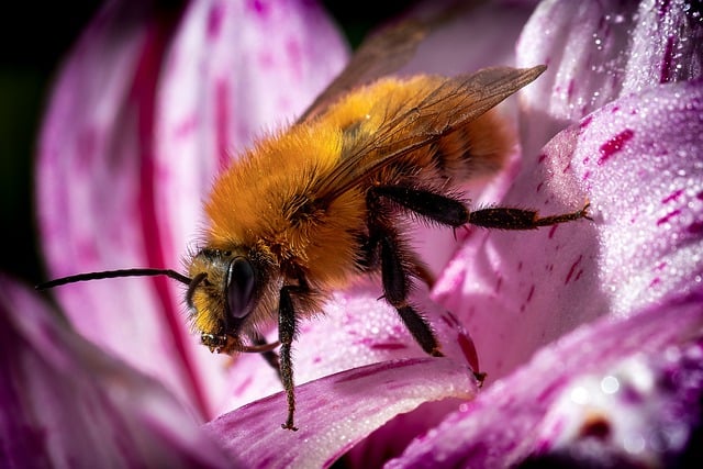 Free download bee bumblebee insect nature free picture to be edited with GIMP free online image editor