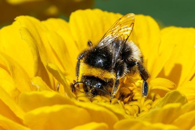 Free download bee bumblebee insect pollination free picture to be edited with GIMP free online image editor
