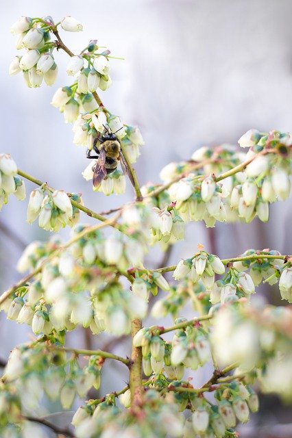 Free download Bee Bumblebee Pollination -  free photo or picture to be edited with GIMP online image editor