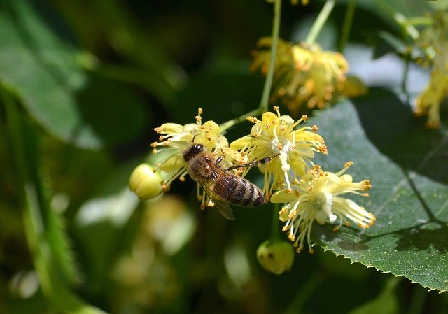 Free download Bee Carnica Linde Honey -  free photo or picture to be edited with GIMP online image editor