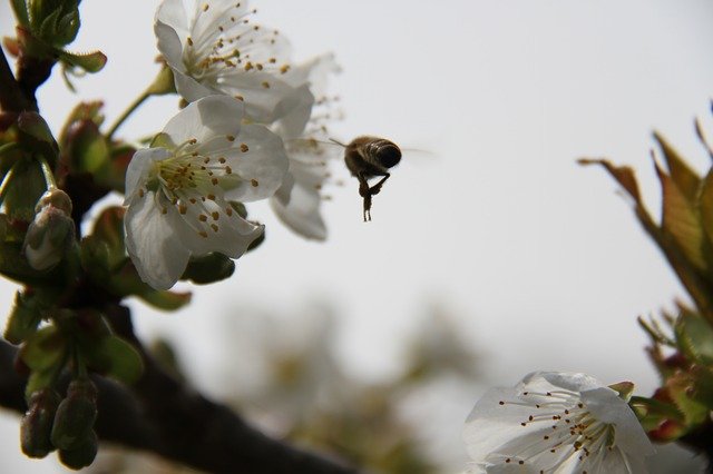 Descărcare gratuită Bee Cherry Flower - fotografie sau imagine gratuită pentru a fi editată cu editorul de imagini online GIMP