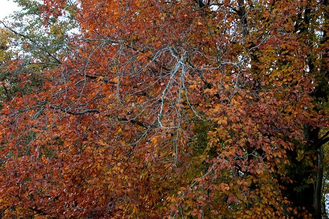 ブナの葉の枝を無料でダウンロード - GIMPオンラインイメージエディターで編集できる無料の写真または画像