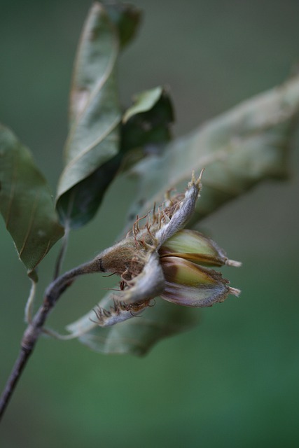 Free download beechnut branch leaves seed pod free picture to be edited with GIMP free online image editor