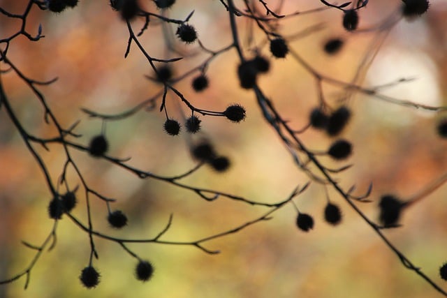 دانلود رایگان آجیل راش عکس طبیعت پاییزی راش برای ویرایش با ویرایشگر تصویر آنلاین رایگان GIMP