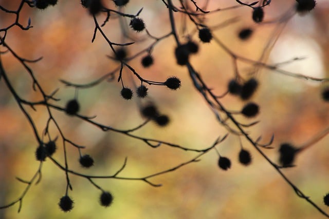 Free download beech nuts beech fall nature free picture to be edited with GIMP free online image editor