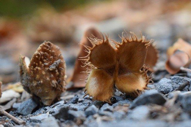 Free download Beech Nuts Seeds -  free photo or picture to be edited with GIMP online image editor