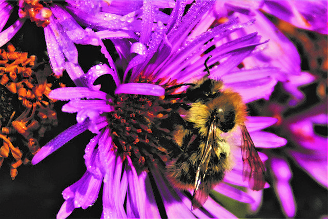 Free download Bee Close Up Insect -  free photo or picture to be edited with GIMP online image editor