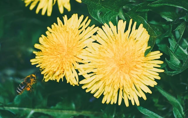 Free download bee dandelion animal insect free picture to be edited with GIMP free online image editor