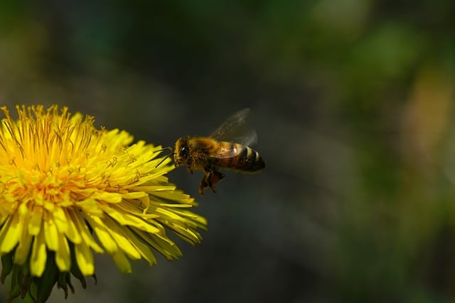 Free download bee dandelion pollination insect free picture to be edited with GIMP free online image editor