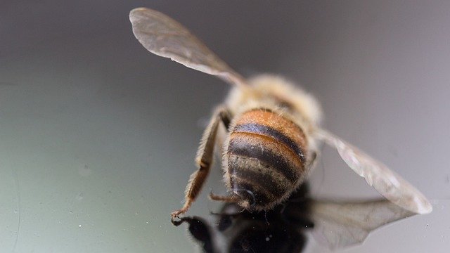 تنزيل مجاني Bee Deaths Insect - صورة مجانية أو صورة مجانية ليتم تحريرها باستخدام محرر الصور عبر الإنترنت GIMP