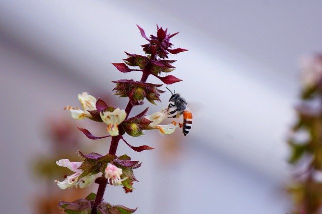 Free download Bee Drinking -  free photo or picture to be edited with GIMP online image editor