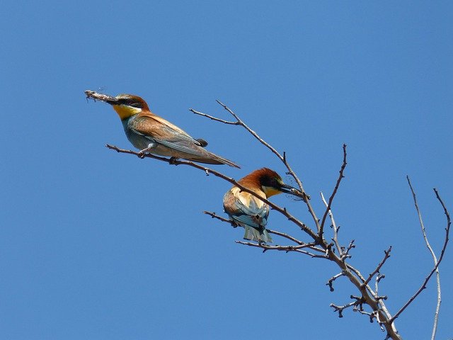 Free download Bee-Eater Abellerol Merops -  free photo or picture to be edited with GIMP online image editor