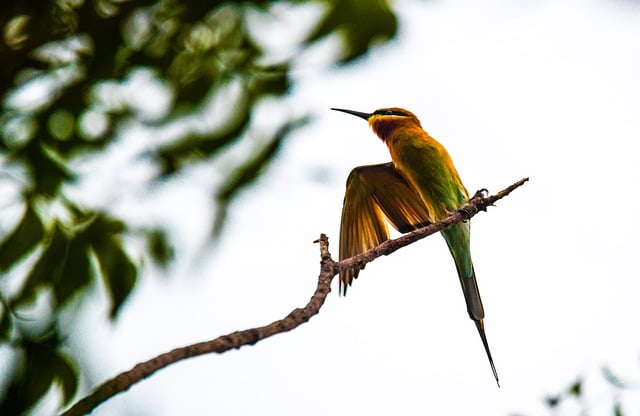 ດາວໂຫຼດຟຣີ bee eater bird stretching plumage free picture to be edited with GIMP free online image editor