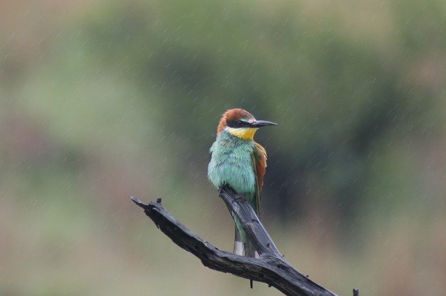 Kostenloser Download Bee-Eater Bird Watching - kostenloses Foto oder Bild zur Bearbeitung mit GIMP Online-Bildbearbeitung