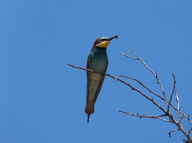 Free download Bee-Eater Insectivorous Branch -  free photo or picture to be edited with GIMP online image editor