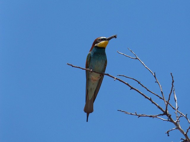 Kostenloser Download Bee-Eater Insectivorous Branch - kostenloses Foto oder Bild zur Bearbeitung mit GIMP Online-Bildbearbeitung