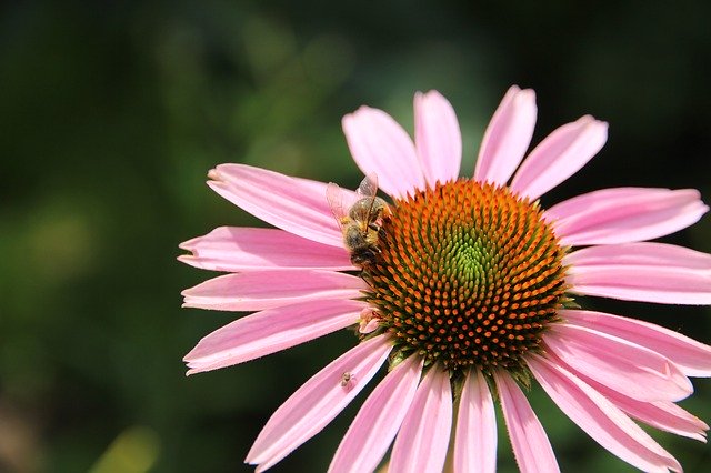 Gratis download Bee Echinacea Medicinal Plant - gratis foto of afbeelding om te bewerken met GIMP online afbeeldingseditor